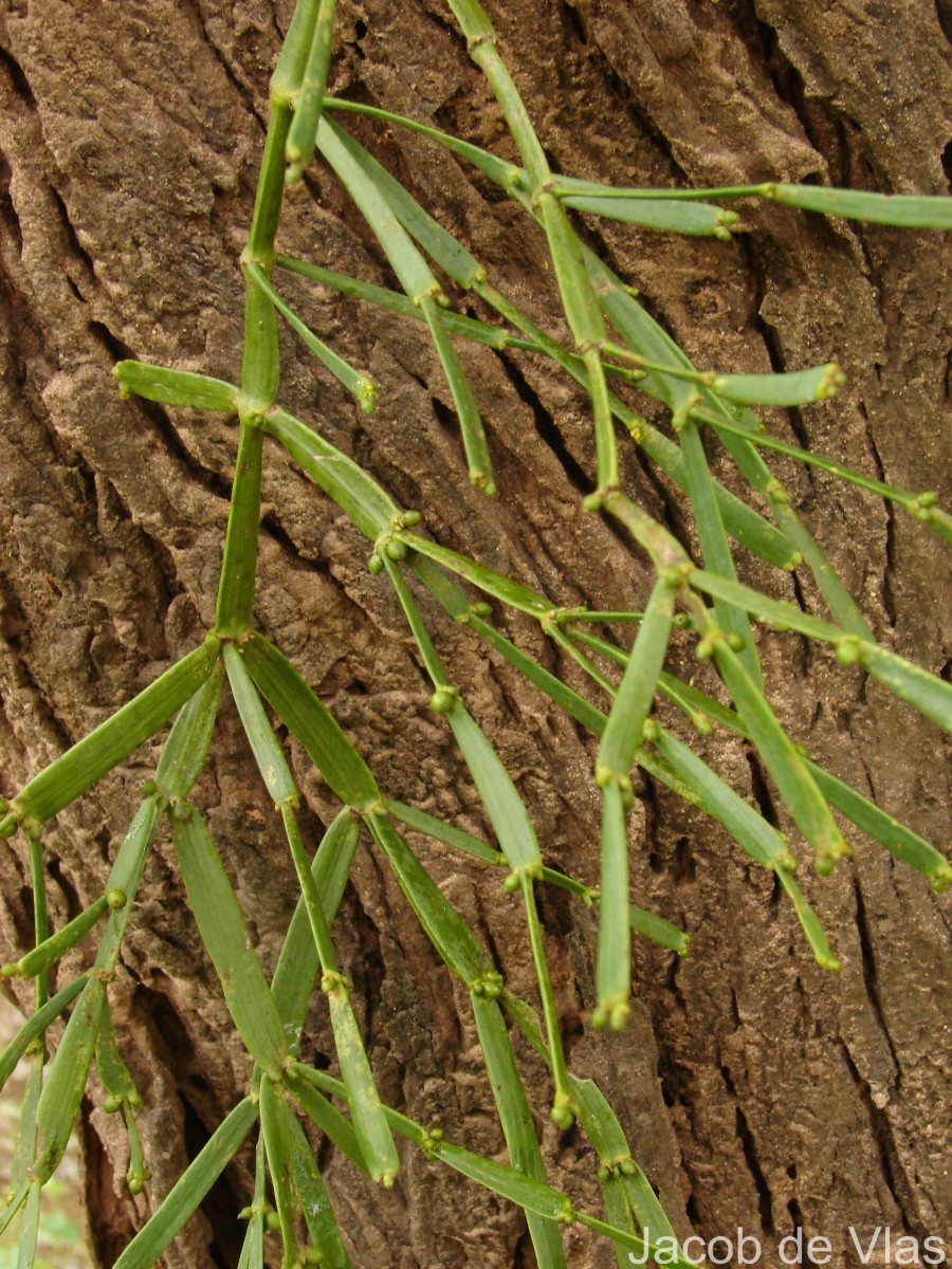 Viscum articulatum Burm.f.